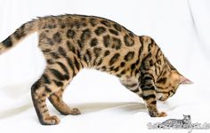 Bengal Cat Breeder